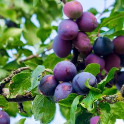 Edible Plum Tree