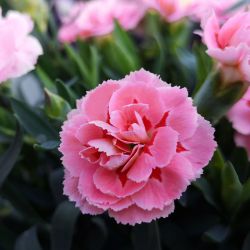 Dianthus Alpine 13cm